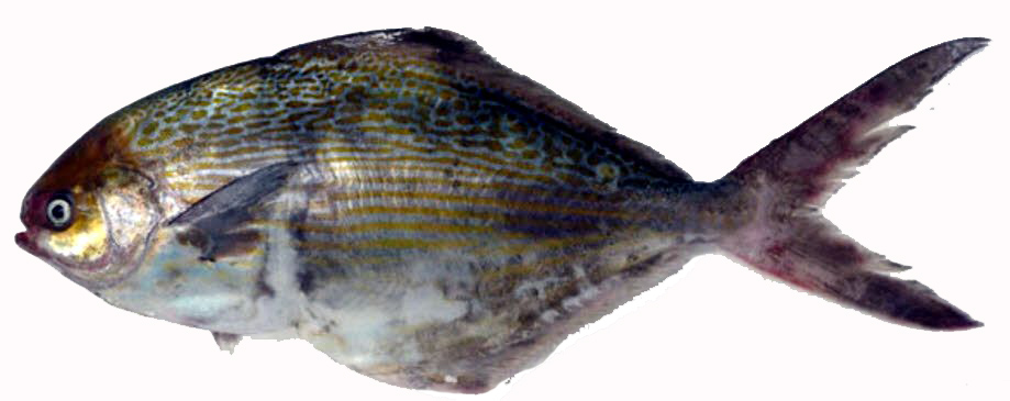 Stromateus fiatola_03.jpg